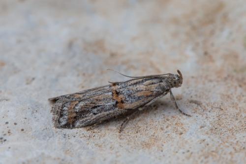Asalebria florella